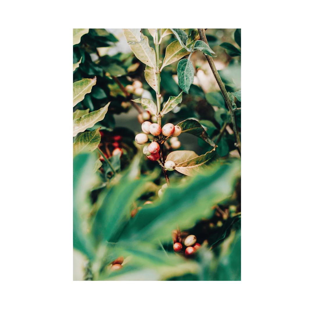 Dolce Vita - Grain